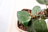 Scindapsus pictus var. argyraeus "Jade Satin"